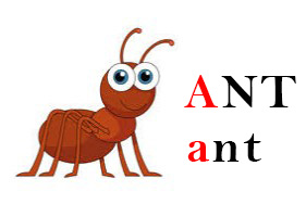 Ant