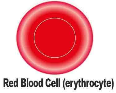 The Red Blood Cell