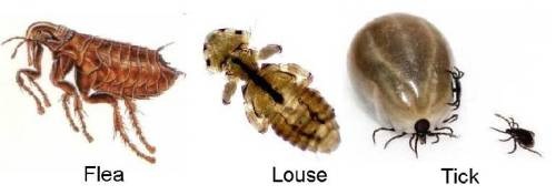 external parasites