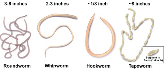 internal parasites