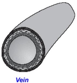 A Vein - Science and Technology Grade 6