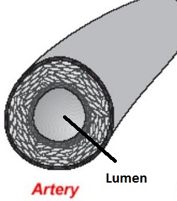 An Artery - Science and Technology Grade 6