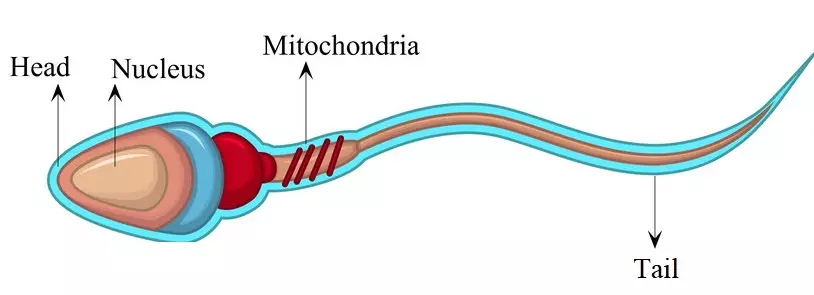 Picture of a Human sperm