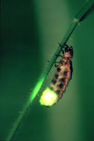 Glowworm - An example of a source of light