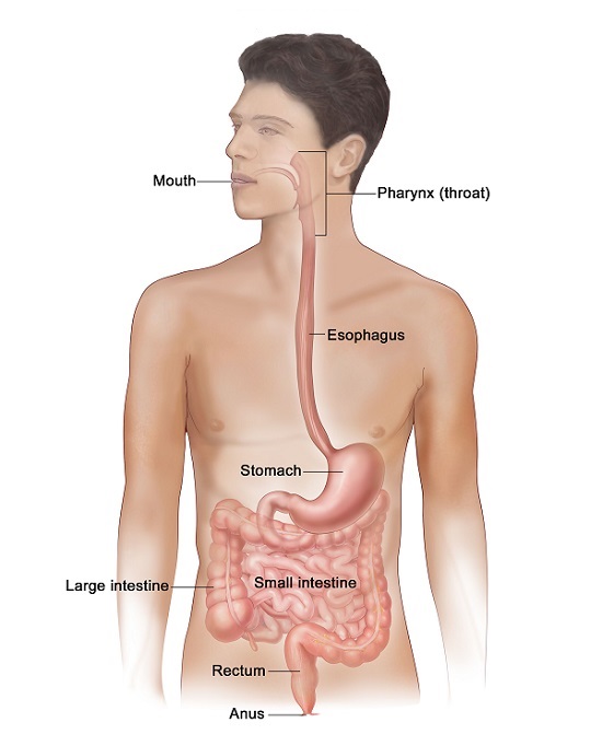  Digestive system- Science and Technology grade-4