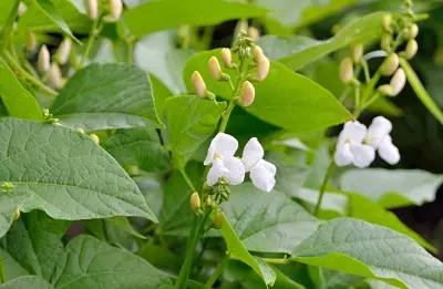 A Bean plant