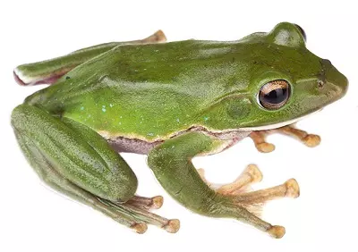 Frog