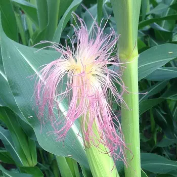 A Maize Plant