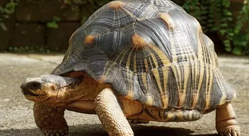 Tortoise