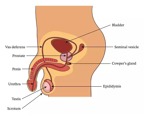 Male Reproductive Parts - Science and Technology Grade 6