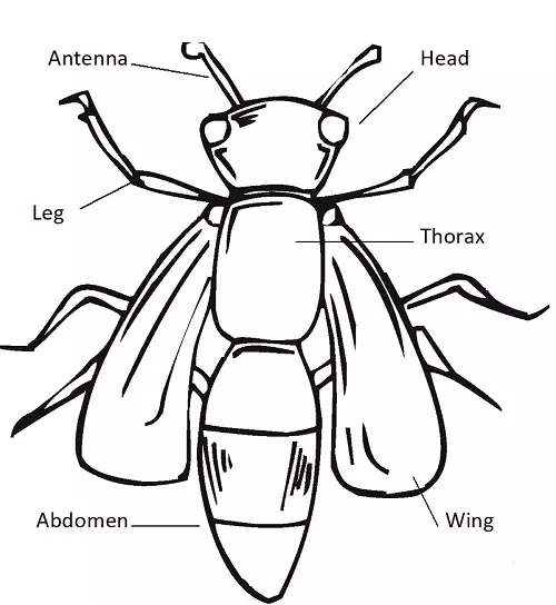 Parts of an Insect - Science and Technology Grade 6