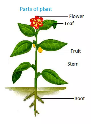 Parts of a Plant- Science and Technology Grade 6