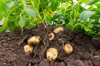 Storage of Food in a Potato Stem - Science and Technology Grade 6