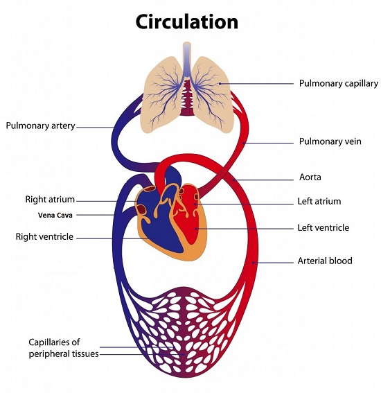 Blood Circulation System - Science and Technology Grade 6