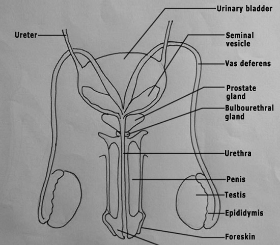 Male Reproductive System