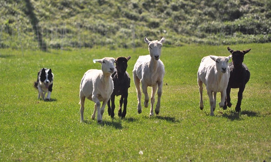 Strip-grazing