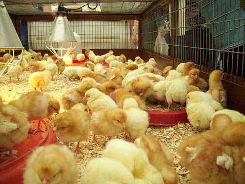 Artificial Chicken Brooder