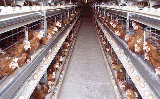 Battery Cage System