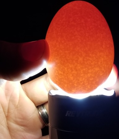 Practical egg candling