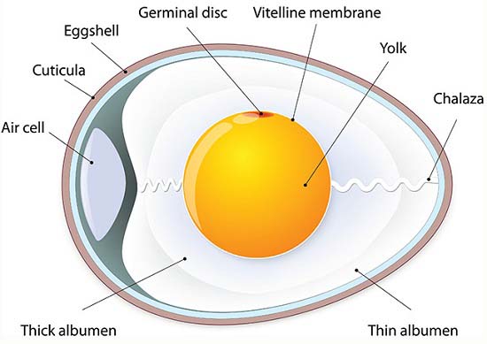 Parts of an Egg