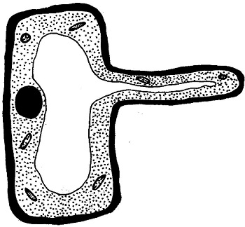 A Root Hair Cell