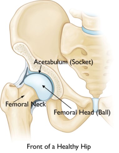 Ball and socket joint - Biology Form Four