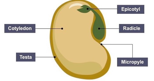 Bean Seed - Biology Form Three