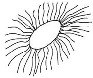 FORM 4 Biology