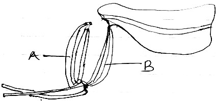 Form Four Biology