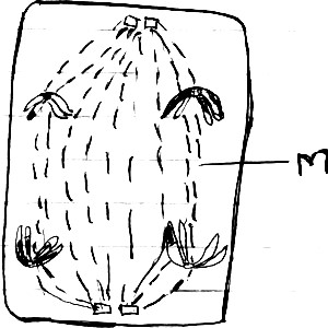 Form Four Biology