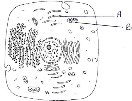 FORM 4 Biology