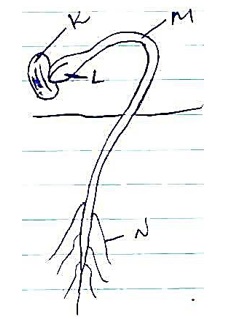 FORM 4 Biology