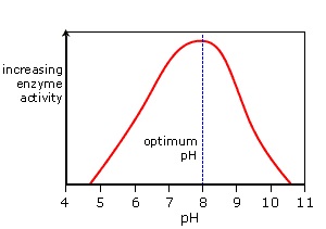 Effect of pH on Enzyme Activity - Biology Form One