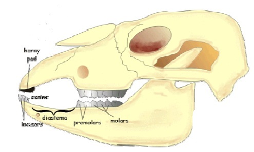 Herbivores Dental - Biology Form One