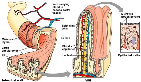 Carnivores Dental - Biology Form One