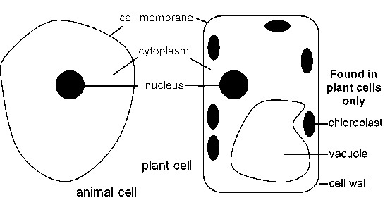 Cell Structure - Biology Form One