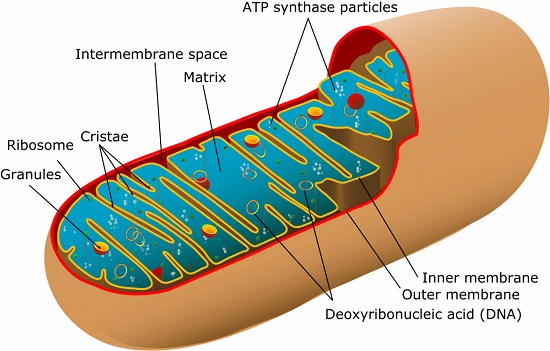 The Mitochondrion of an Animal Cell - Biology Form One