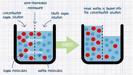 Osmosis - Biology Form One