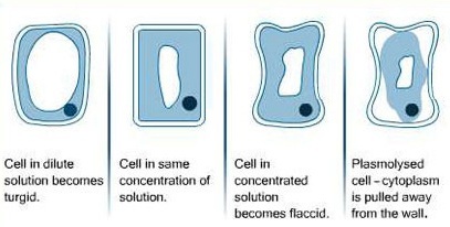 Diffusion - Biology Form One