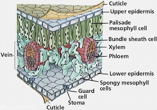 Internal Leaf Structure - Biology Form One