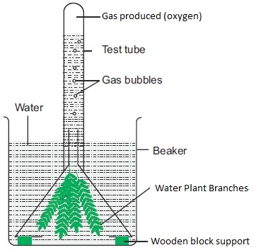 Gas Produced in Photosynthesis - Biology Form One