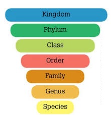 Classification 1