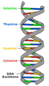 coiled DNA Strand - Biology Form Four