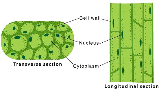 Collenchyma