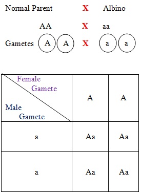 Complete Dominance - Biology Form Four