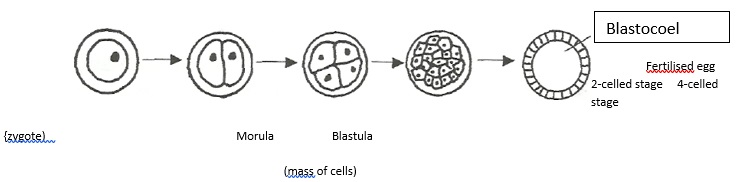 embryo-growth - Biology Form Three