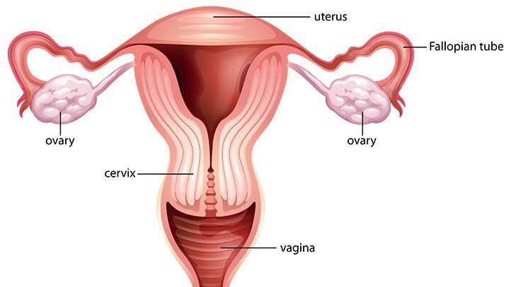Female Reproductive System Diagram - High School Biology Form Three