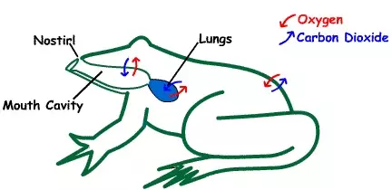 Gaseous Exchange in a Frog - biology Form two