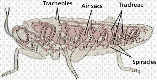 Grasshopper's Respiratory System - biology Form two