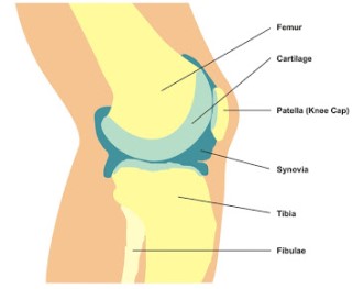 Hinge joint - Biology Form Four